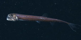 Chauliodus sloani (Viper naval)