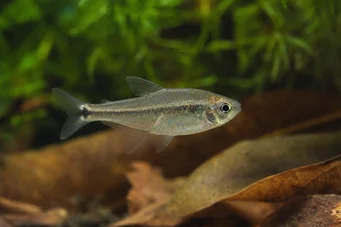 Cheirodon parahybae Tetra azul
