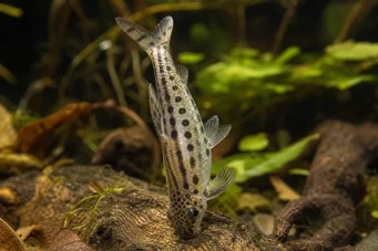 Chilodus punctatus De cabeça para baixo