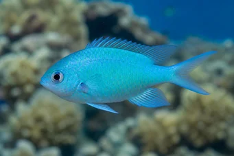 Chromis caerulea (Cromis verde)