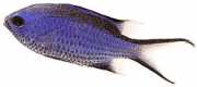 Chromis cyanea Jovem azul