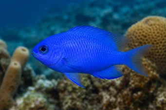Chromis cyanea (Jovem azul)