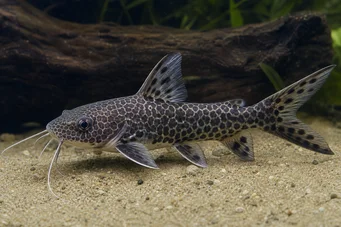 Chrysichthys ornatus Ornatus Chrysichthys