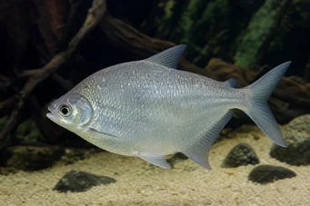 Citharinus citharus Merda nas costas