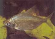 Citharinus congicus Congo Citharine