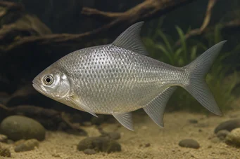 Citharinus congicus Congo Citharine