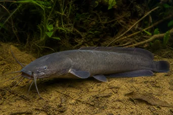 Clarias batrachus andador