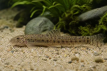 Cobitis biwae Japão Loche