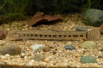 Cobitis taenia River Loche
