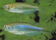 Coelurichthys microlepis Tetra Crutor com pequenas escalas, Barberos