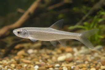 Coelurichthys microlepis Tetra Crutor com pequenas escalas, Barberos