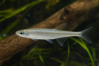Coelurichthys tenuis Tetra Held, Tetra-Barberos