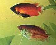 Colisa chuna Pacotes Chuna