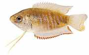 Colisa fasciata Pacote gigante