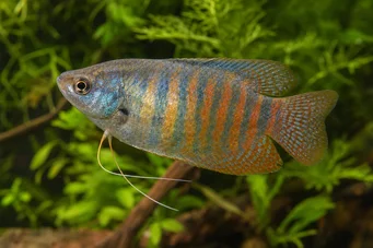 Colisa fasciata Pacote gigante