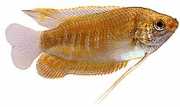 Colisa labiosa Gourami Lippu