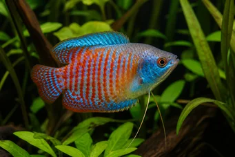 Trichogaster lalius (Gourami Colisa Lalia)