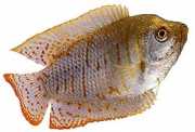 Colisa lalia Gourami anão