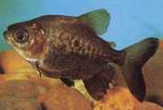 Colossoma macropomum Pacou preto, gigante Pacou, Gamitana