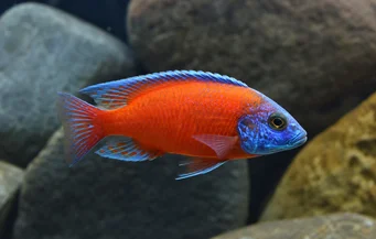 Copadichromis borleyi kadango Copadict Borleyi Kadango