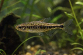 Copeina guttata Copéina vermelha