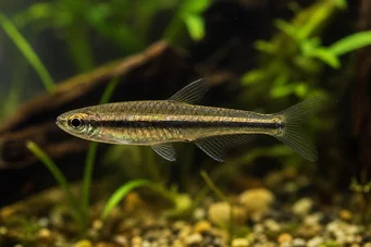 Copella arnoldi Characin Droser