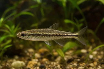 Copella meinkeni Copela Meinkeni