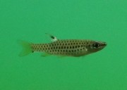 Copella nattereri Copela Nattereri