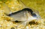 Corydoras arcuatus Corydoras arqueado