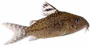 Corydoras elegans Corydoras armados