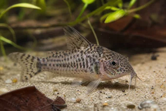Corydoras garbei Corydoras preto e branco