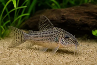 Corydoras guapore Corydoras du Rio Guaporé