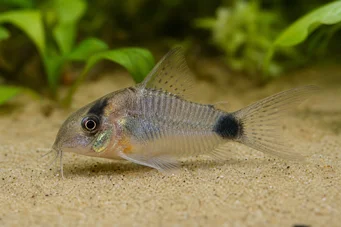 Corydoras hastatus Silver anão Corydoras