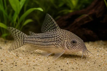 Corydoras julii Corydoras Leopard