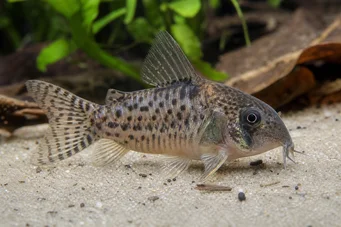 Corydoras latus Corydoras com reflexão