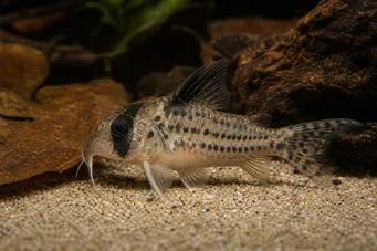 Corydoras melanistius Corydoras, escavadeira, senhora de limpeza