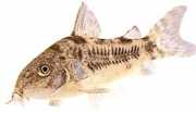 Corydoras paleatus Pimenta