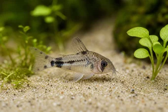 Corydoras pygmaeus Pygmy Corydoras