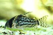 Corydoras schwartzi Corydoras com cinco band...