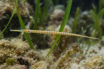Corythoichthys flavofasciastus (Peixe com saltearfish amarelo)