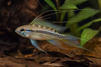 Crenicara filamentosa (Cichlid da grade)