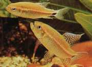 Crenuchus spilurus Crenuchus com uma mancha caudal, Tetra-Flier