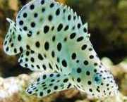 Cromileptes altivelis Mérou à Hauts voiles