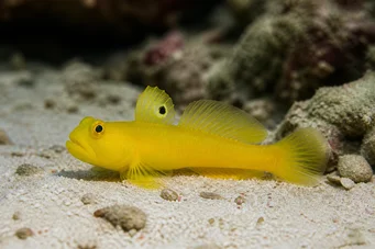 Cryptocentrus cinctus Gobie Sulphur