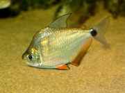 Ctenobrycon spilurus hauxwellianus Caráter com as costas altas