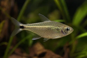 Ctenobrycon spilurus hauxwellianus Caráter com as costas altas