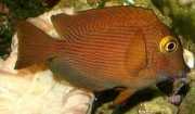 Ctenochaetus strigosus Kole