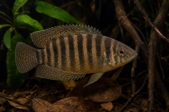 Ctenopoma fasciolatum Ctenopoma listrado