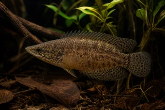 Ctenopoma oxyrhynchus Pavão