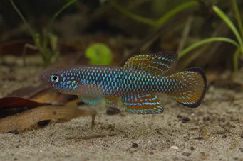 Cynolebias bellottii Argentina Pearl Cynolebias